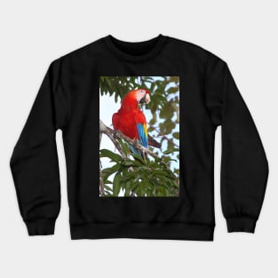 Scarlet Macaw Crewneck Sweatshirt